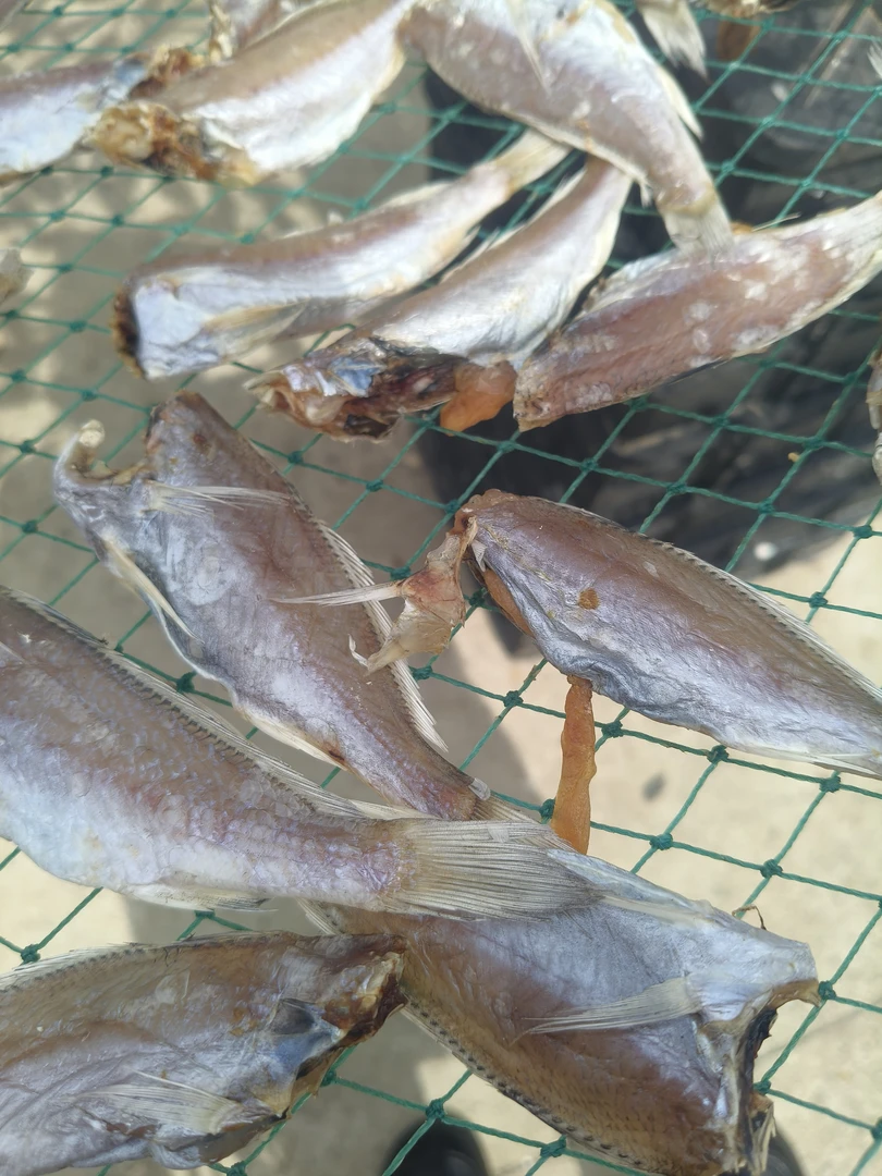 福建莆田南日岛甲仔鱼干咸鱼干肉结实鱼干
