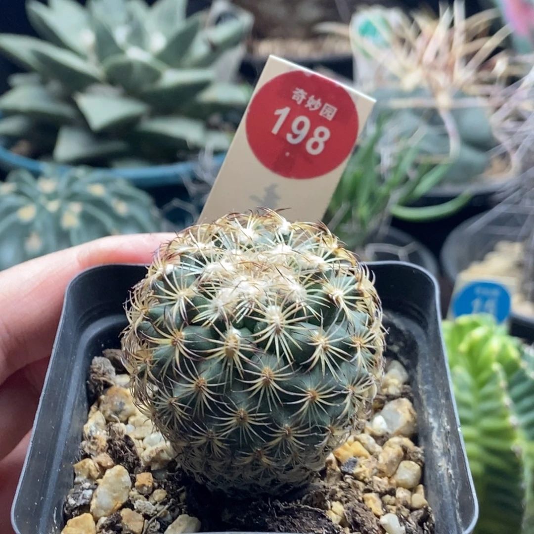 实生伊莎贝拉娇丽4.1cm