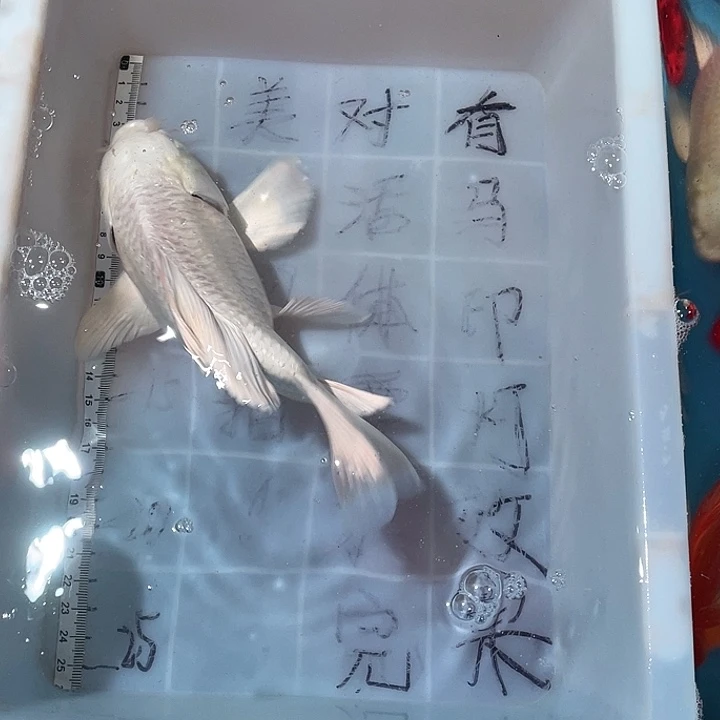 蝴蝶鲤渔场直发86