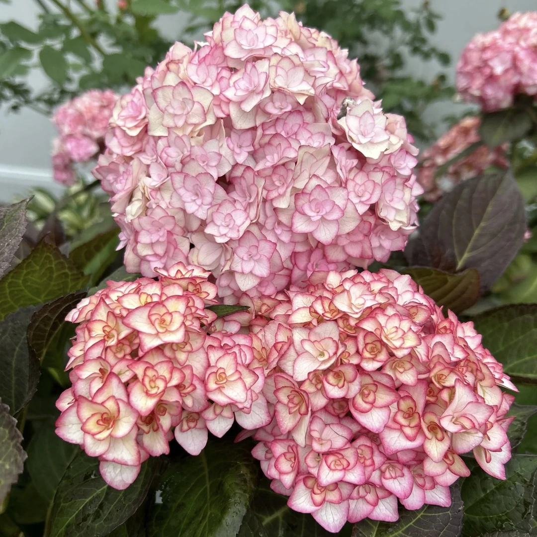 纱织小姐绣球【180盆】庭院盆栽花卉阳台新手易养护喜水植物