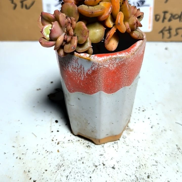 满6元包邮，辣牡丹老庄多头