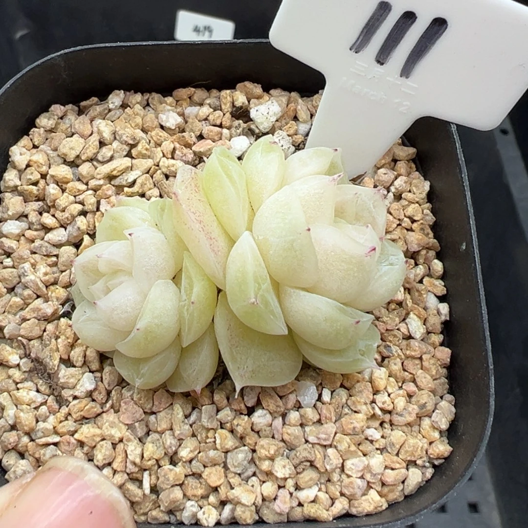 111号梨花白默认散