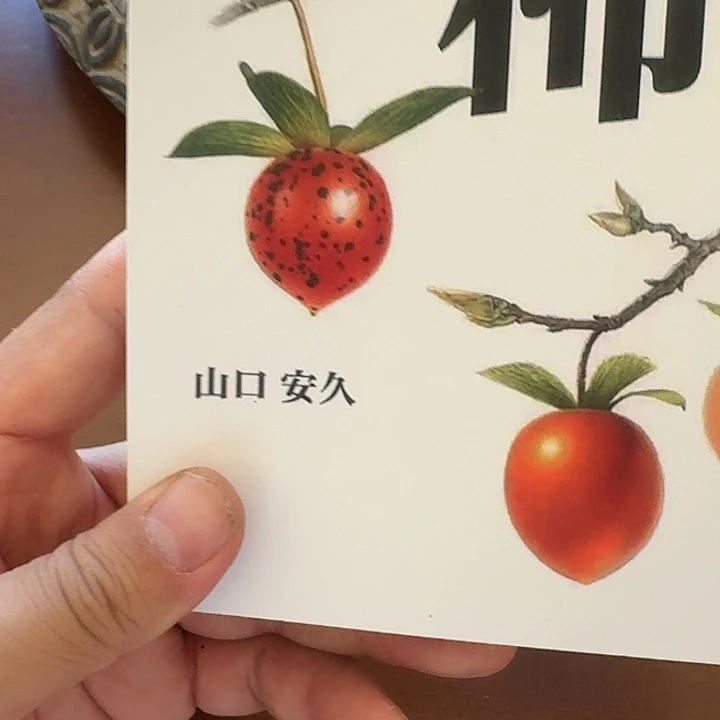 无花朵姬柿老鸦柿送