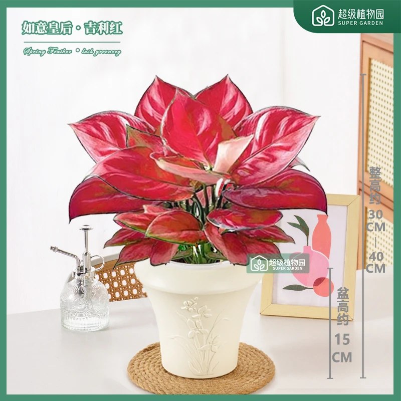 红如意吉利红室内好养绿植客厅办公室红色观叶盆栽四季花卉植物