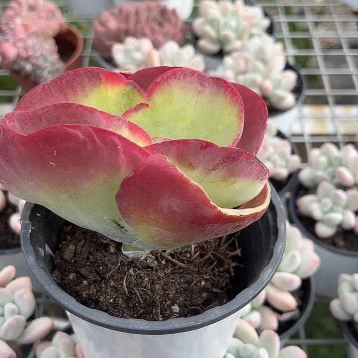 唐印锦多肉植物精品