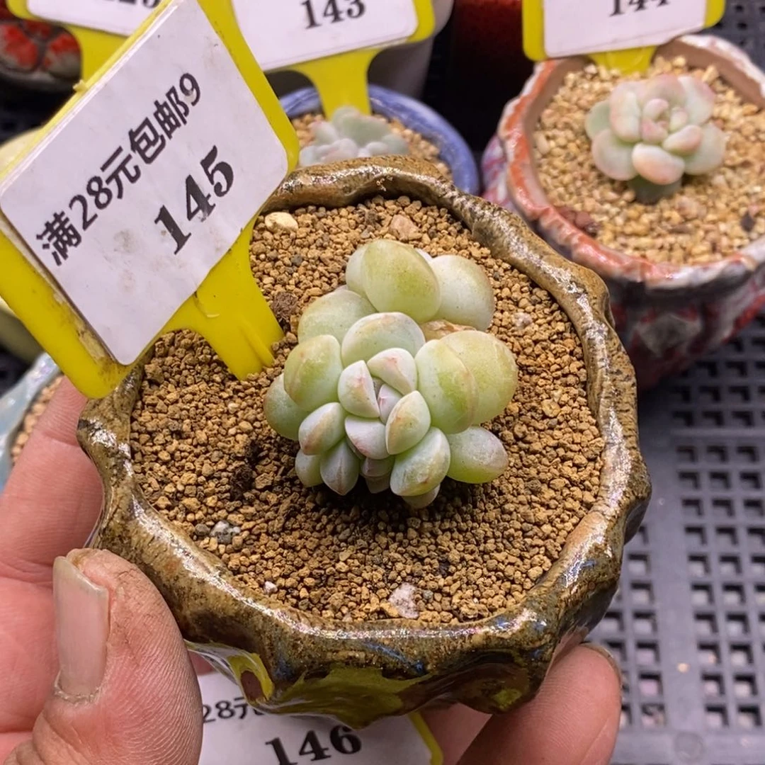 9145冰玉朵朵缀多肉植物