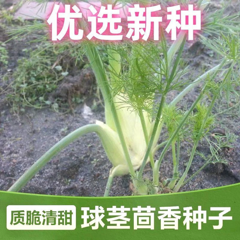 【割了又长】球茎茴香种子结球割茬大茴香阳台四季可食用回香菜种