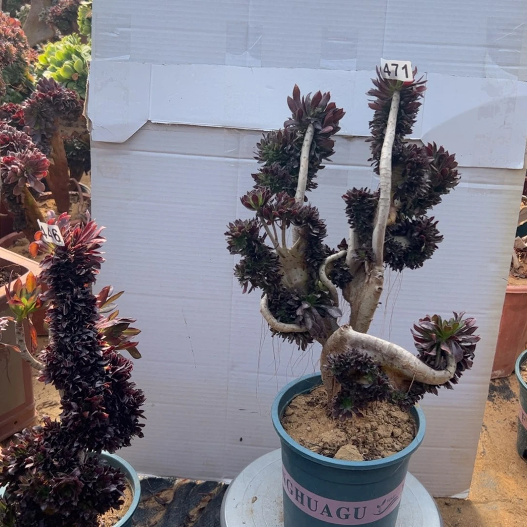 有伤黑缀471高37