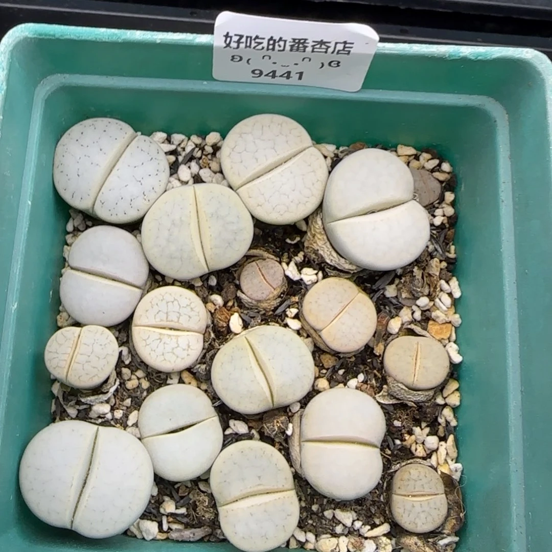 9441。默认脱土。18包邮。偏远88包邮