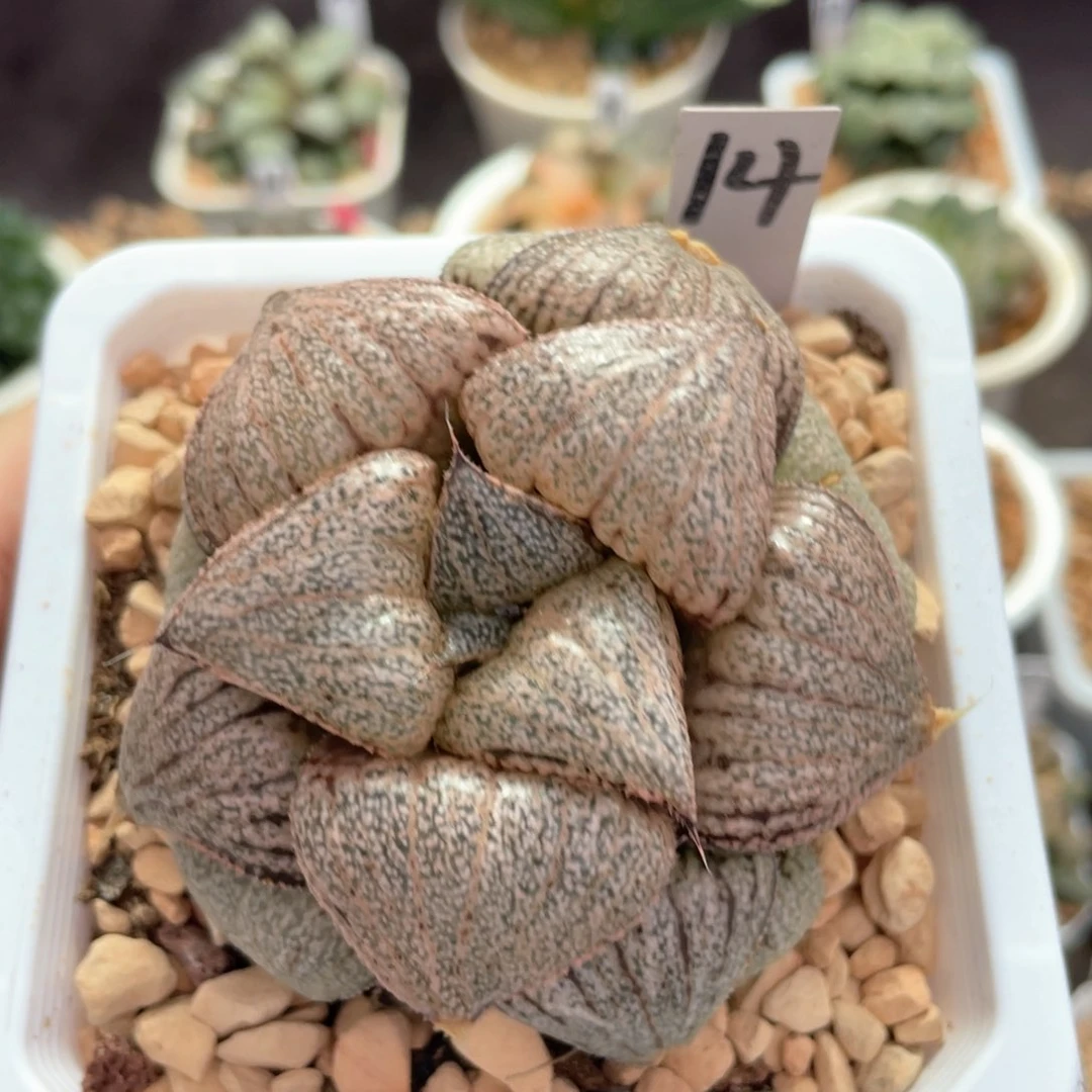 14翡翠白银。