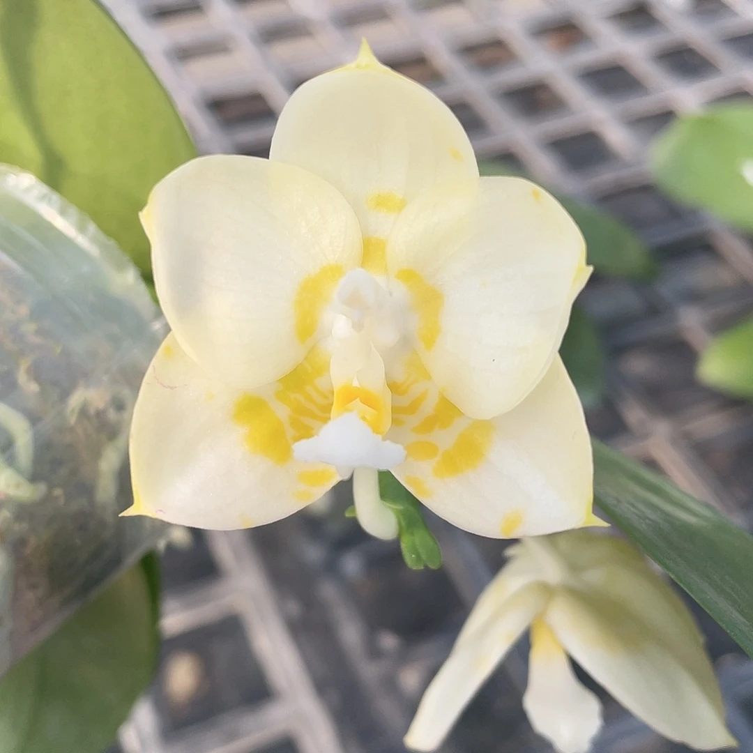 完全开放雅风极圆情歌-浓香2.5杯