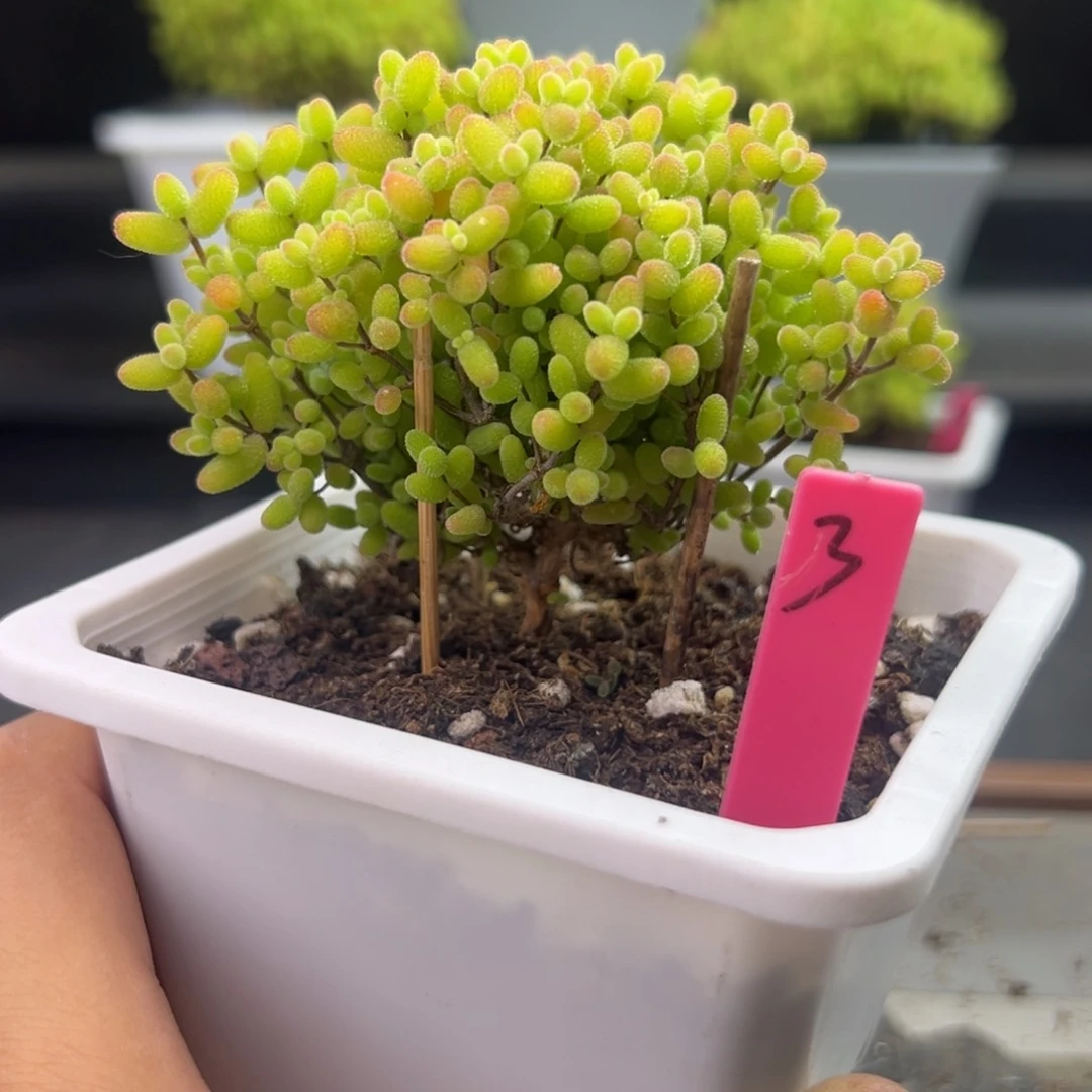蜜橘糖球3号10cm盆