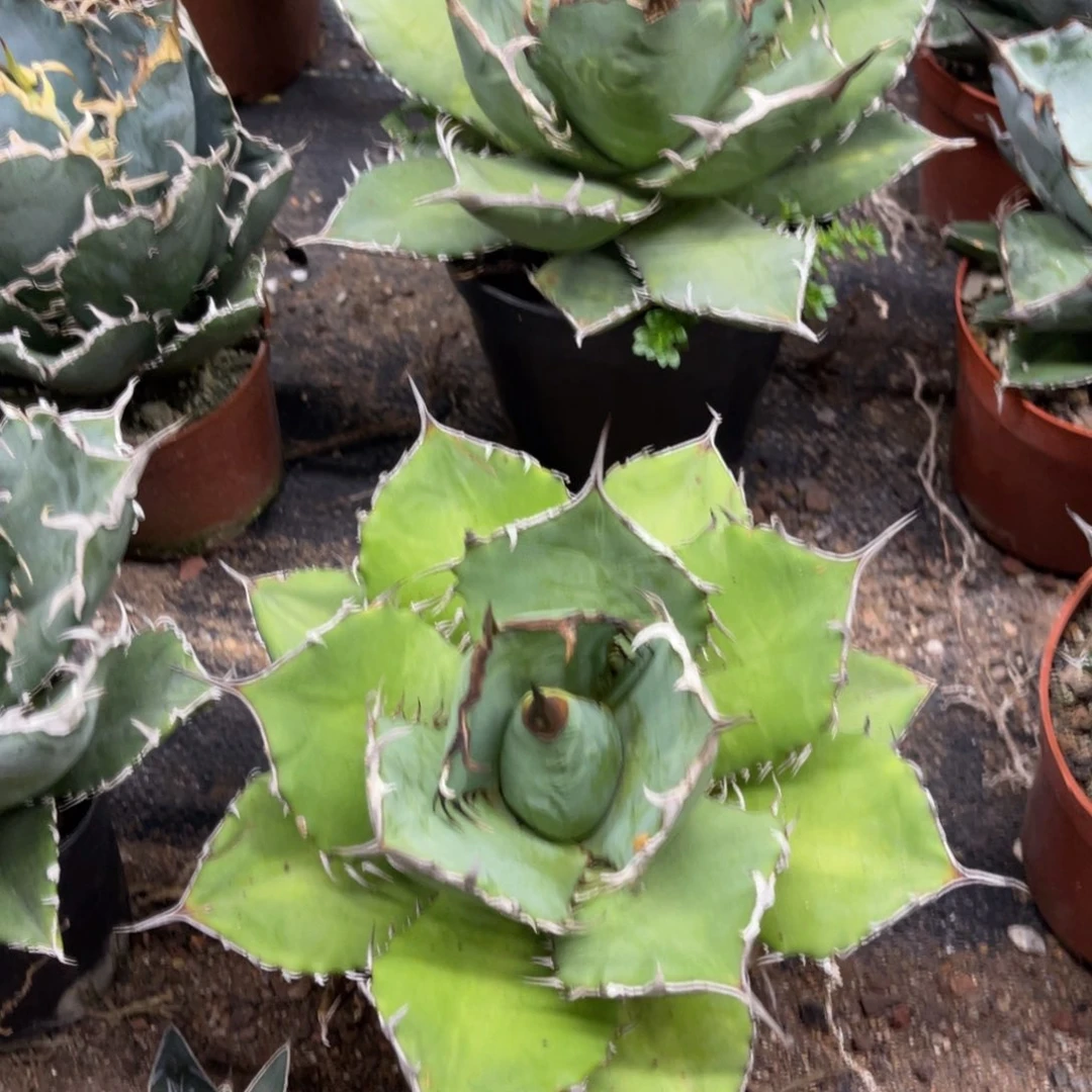 南霸王仁王冠系列