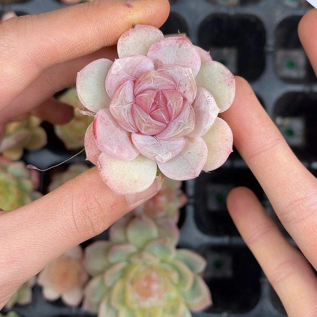 多肉一物一拍28-190