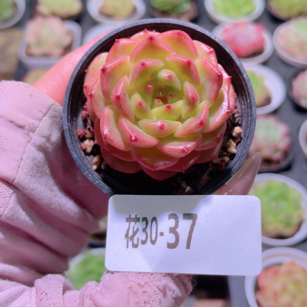 花利美30-37灵翠单头