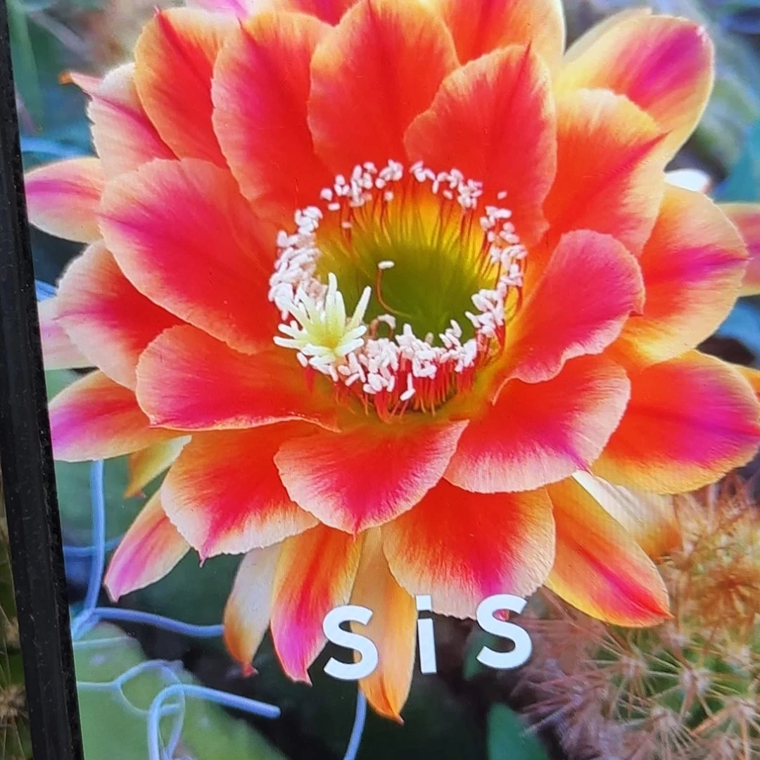 Sis毛侧牙20包邮19花