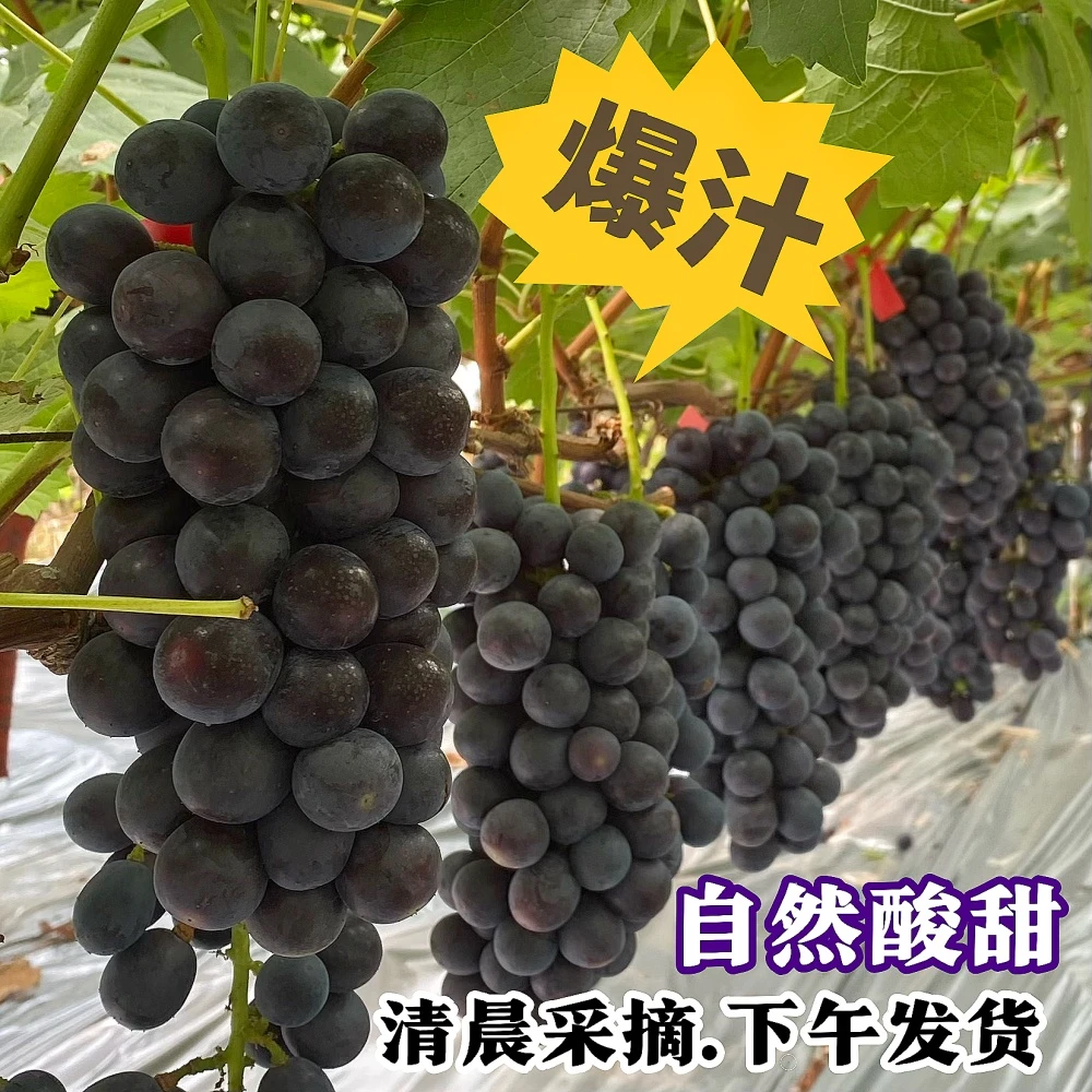 新鲜葡萄盒装当季现摘自然成熟酸甜多汁果园直发孕妇水果夏黑葡萄