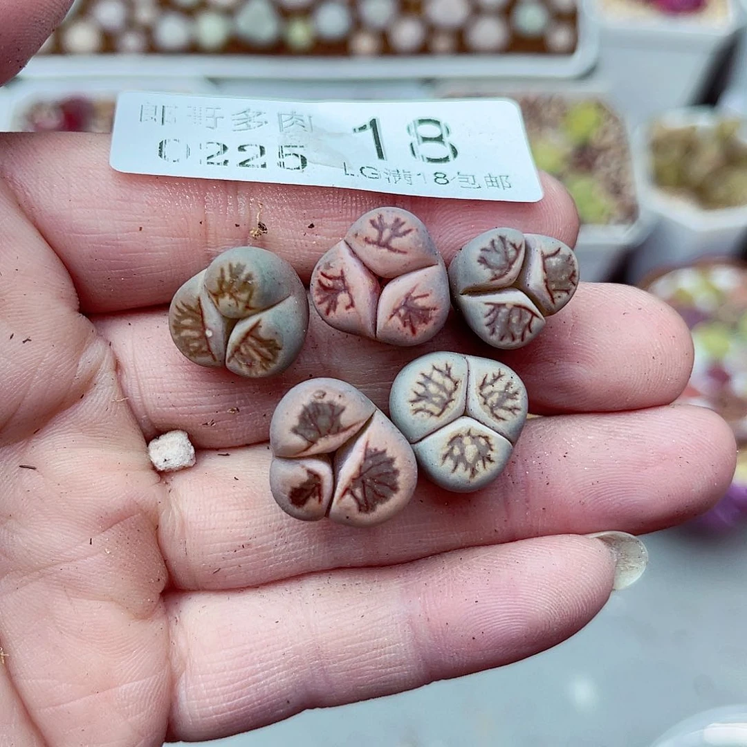 郎哥多肉生石花25-18