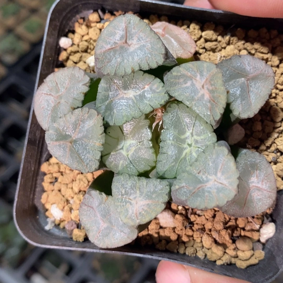 一颗飞鸟万象。