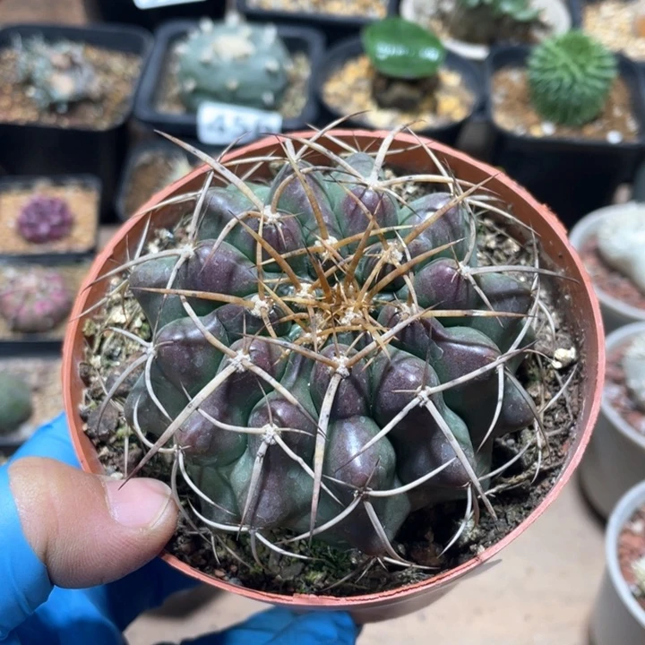 594实生狂刺圆盘玉