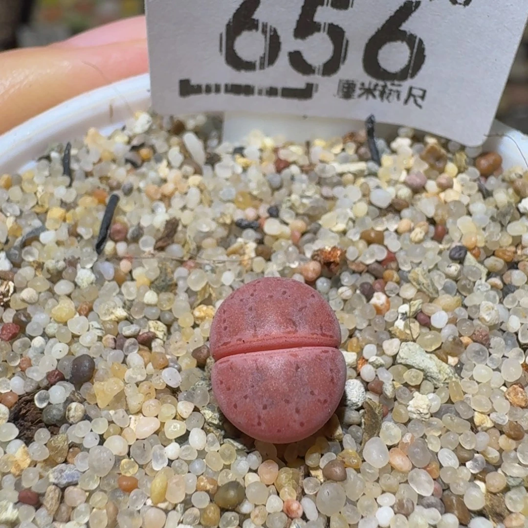 Ssss精品生石花656
