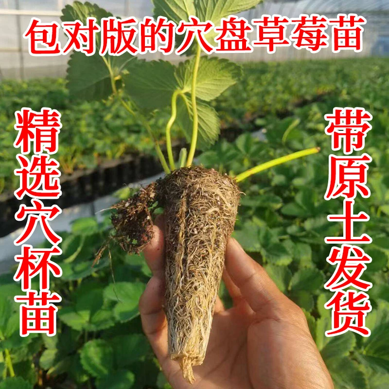 【穴盘草莓苗】脱毒二代穴盘苗奶油天仙醉红颜黑珍珠盆栽地栽种球