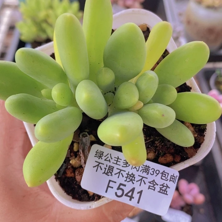 芒果奶8cm541多肉植物