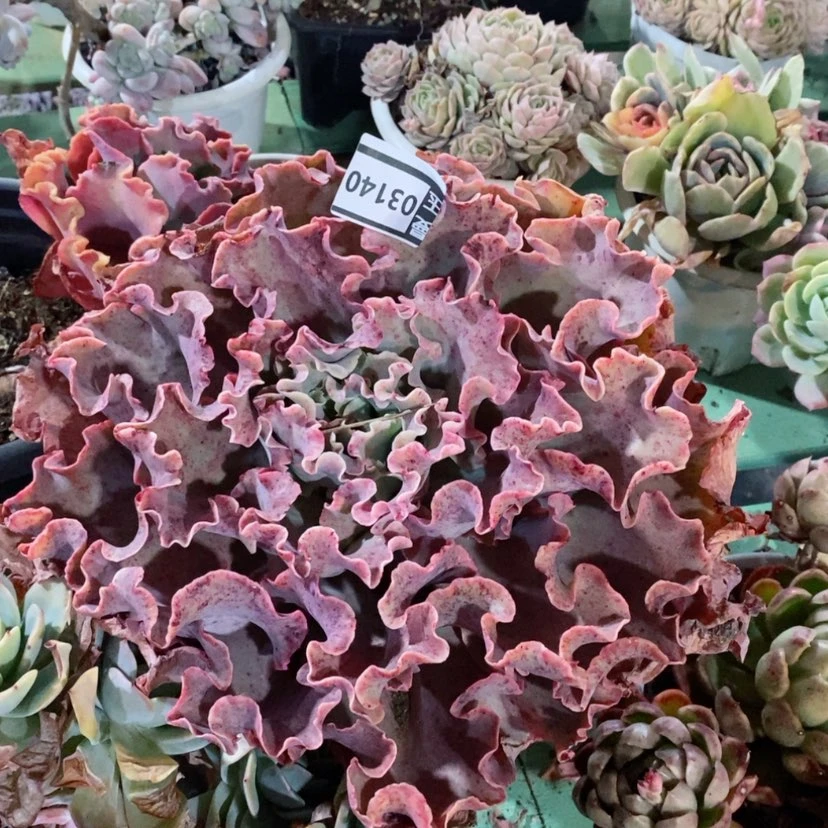 【闪购商品】高砂03140