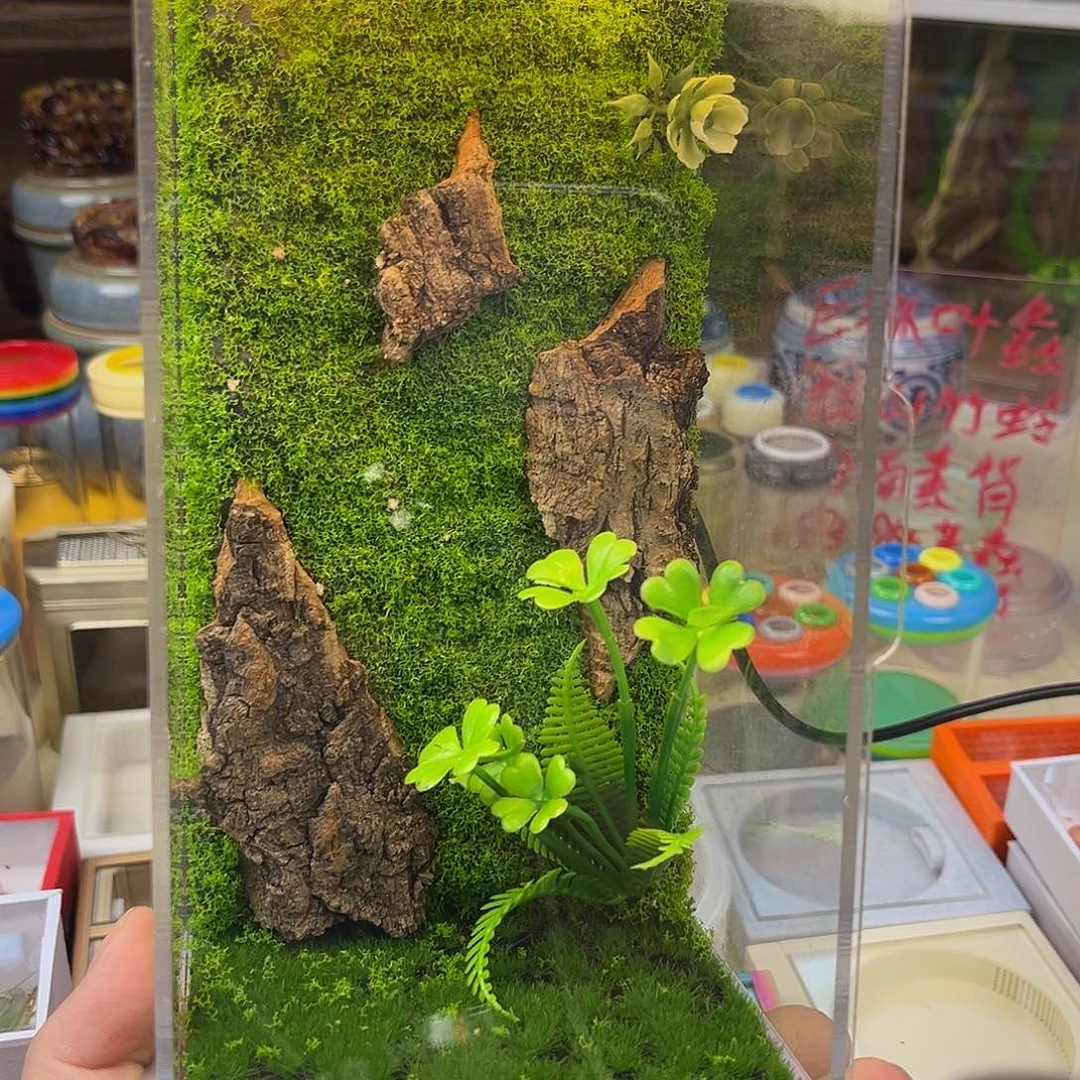 实木生态箱➕全品素背或冠脉