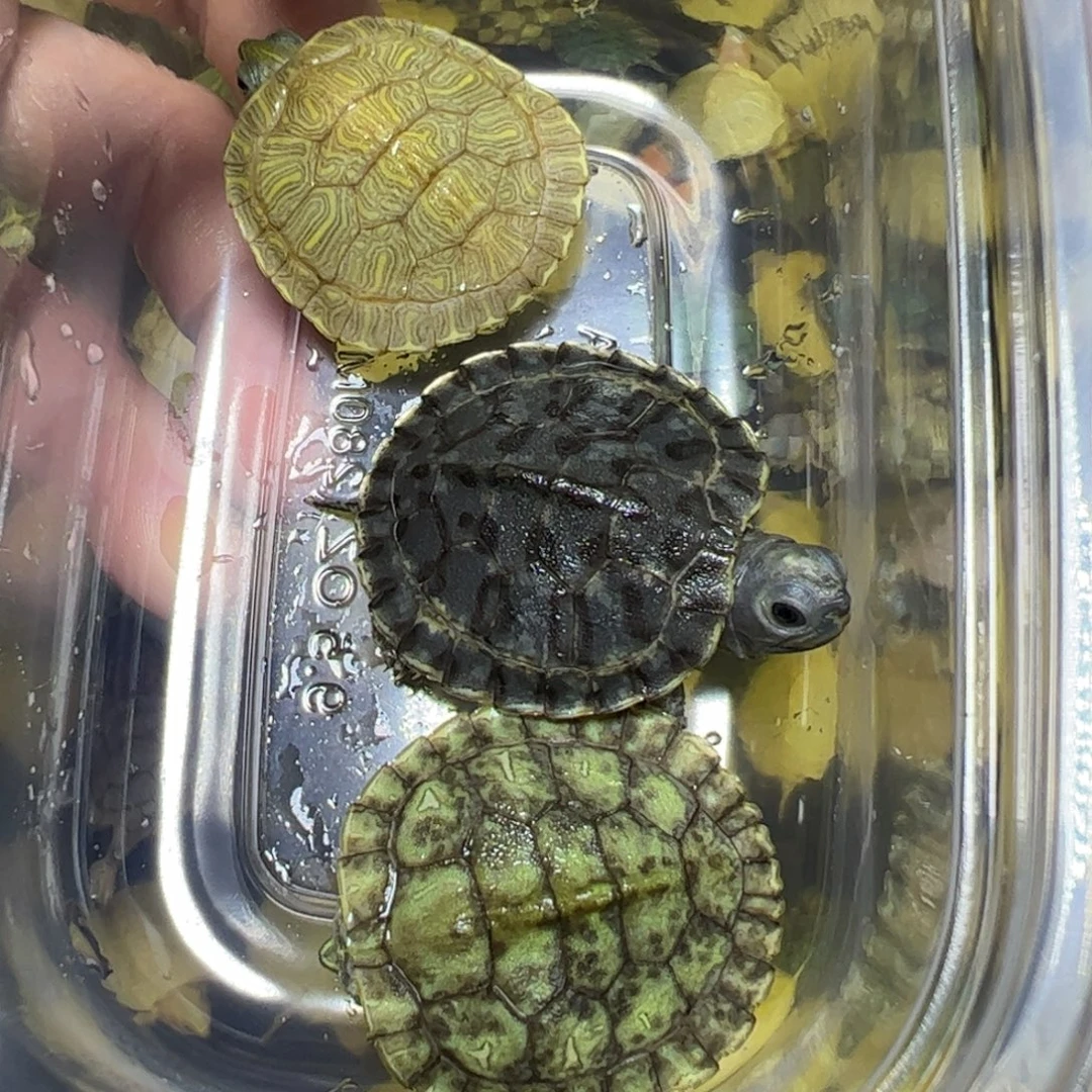 母绿毛龟不包售后