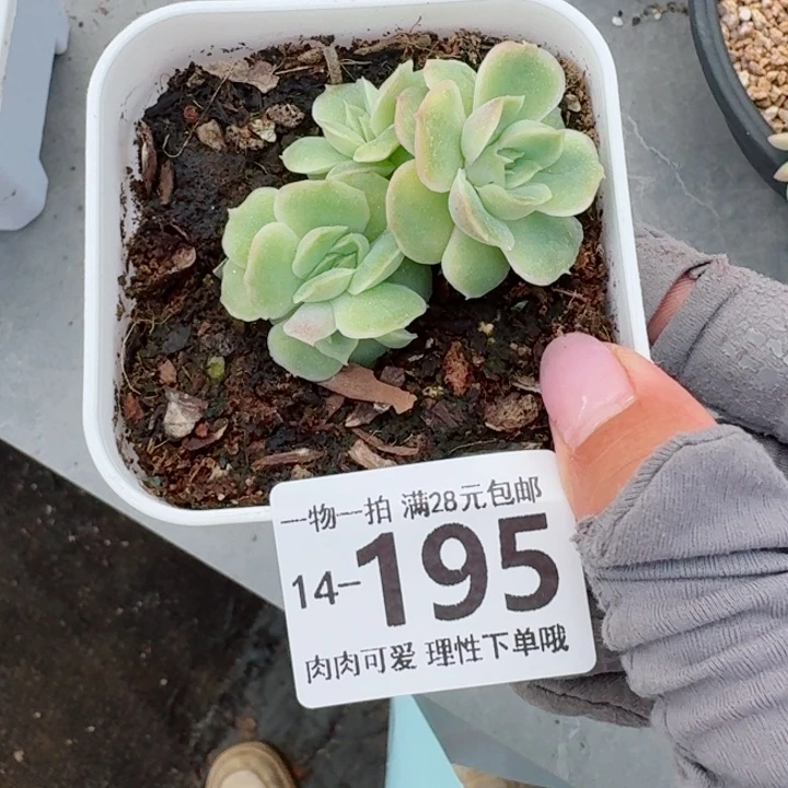 水晶虾饺无盆土发货无盆土无