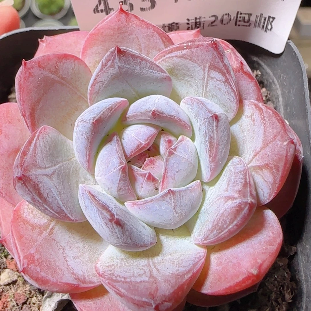 花语逸镜1022-433溏心
