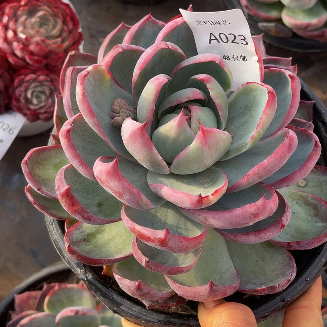 惊鸿023 多肉多肉多肉