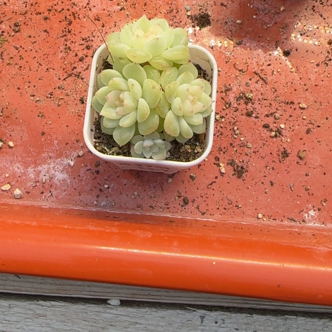 *****安生财富4头48元盆桌上一个满25包邮