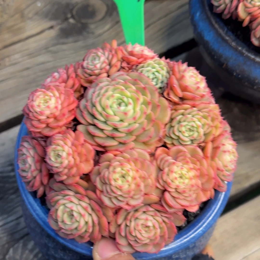 花姐姐多肉植物植物。   补差价