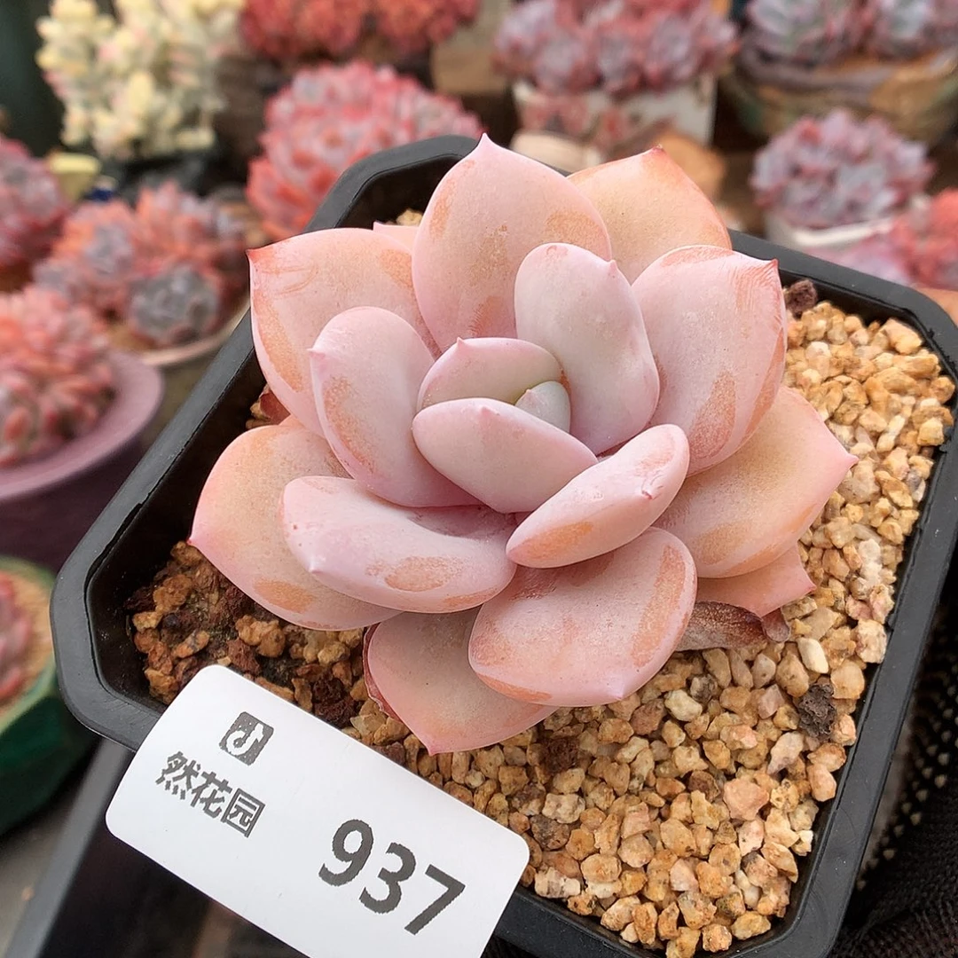 937奶茶多肉植物6666