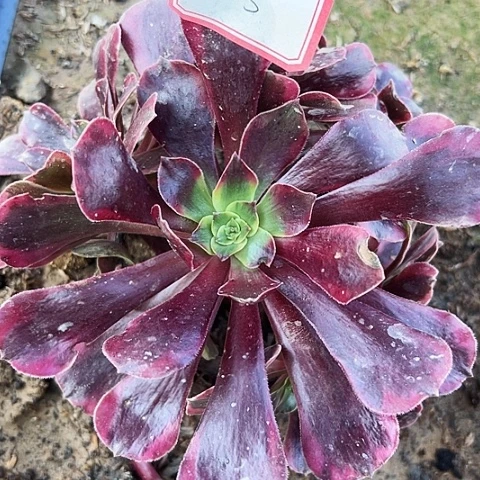 多肉植物凤凰12号