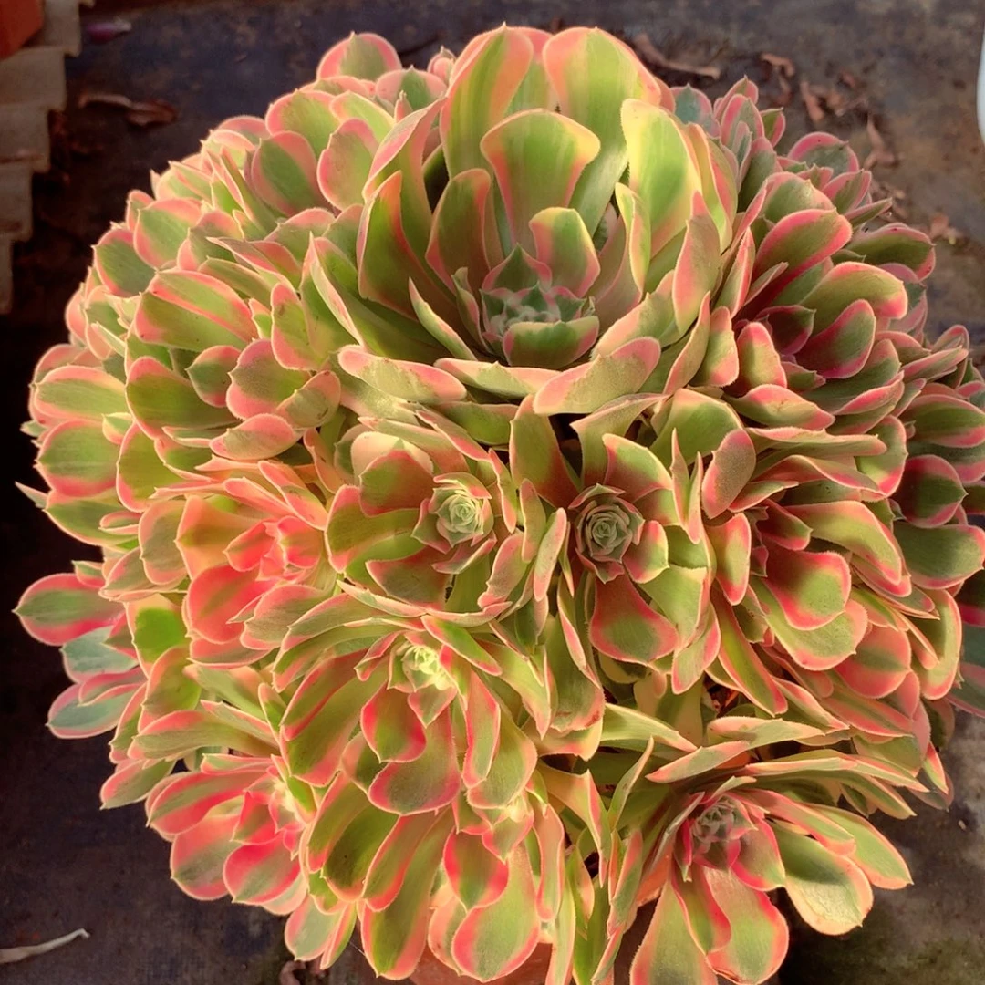 妖月捧花，多肉植物