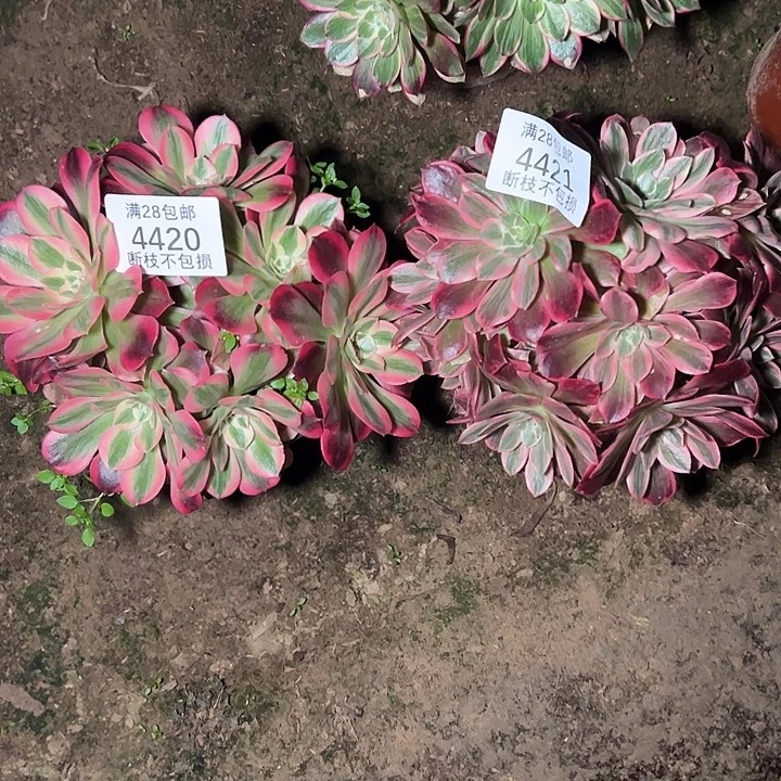 4420 4421两颗组合