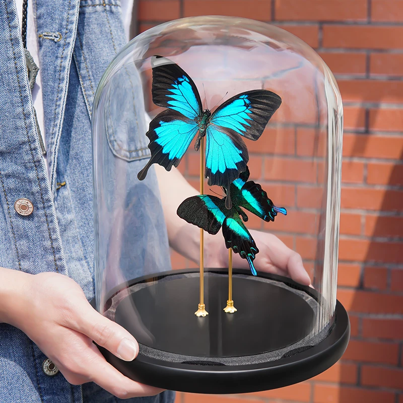 天堂爱神凤蝶组合玻璃罩蝴蝶标本装饰摆件客厅玄关送女友生日礼物