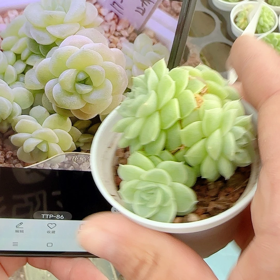 1102-93（ttp-86）优选