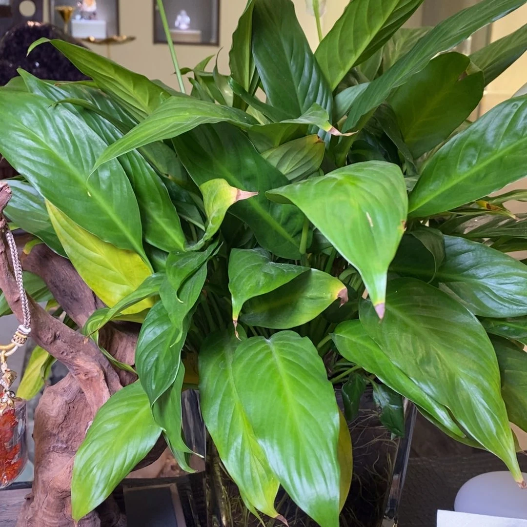 未镶嵌颈饰水晶摆件