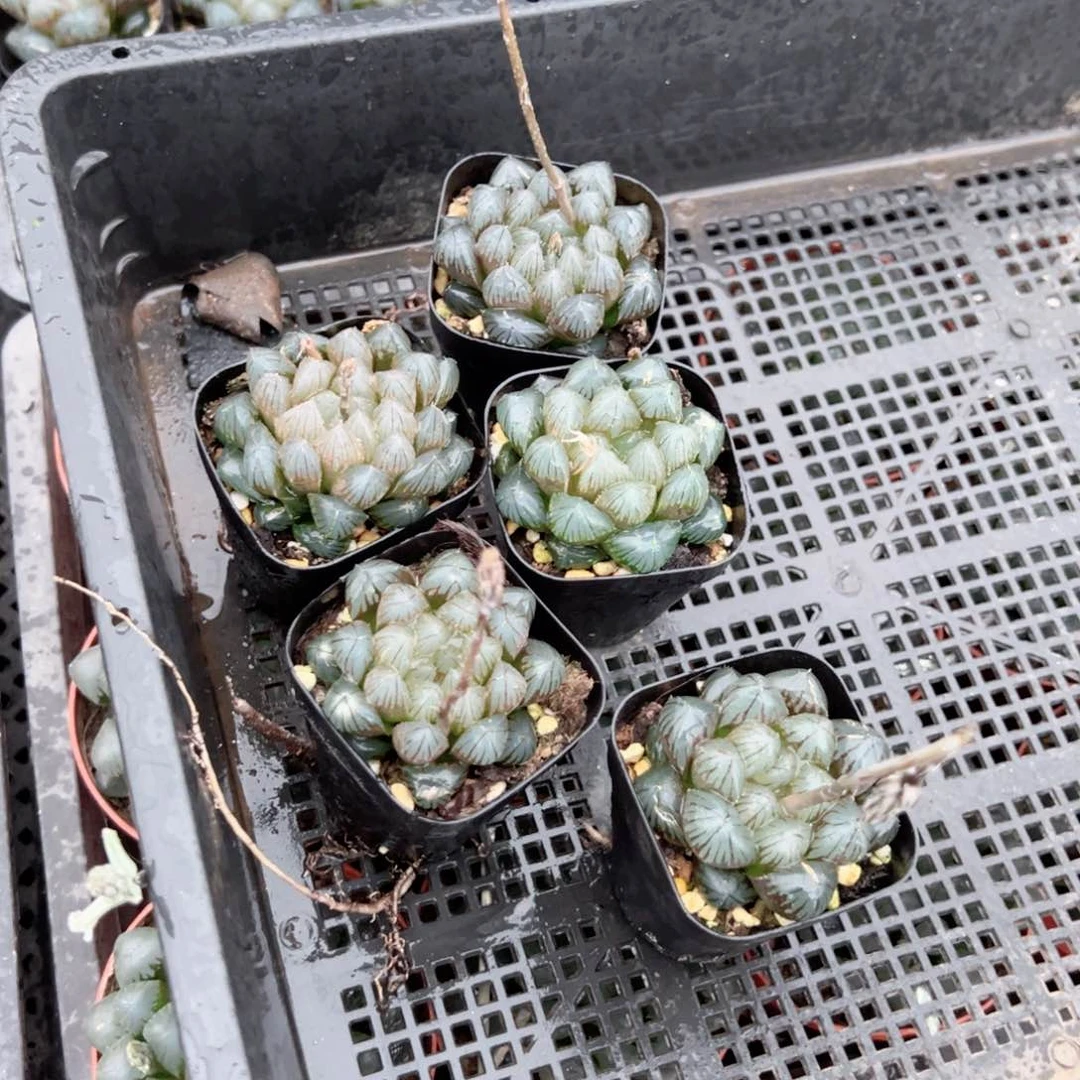 瑕疵龙爪玉露多肉植物一颗