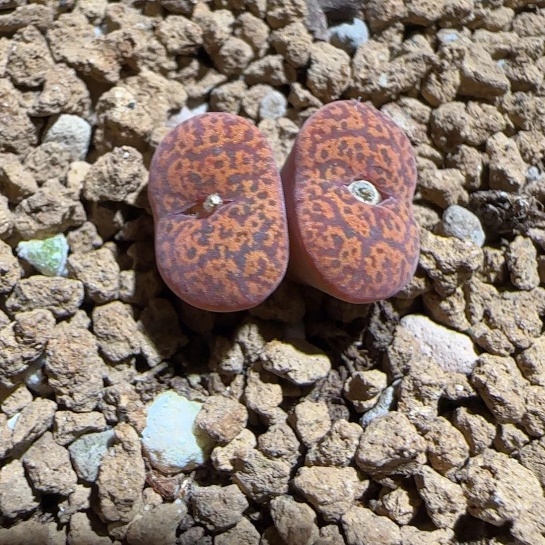 肉锥多肉植物组合-朱雀322