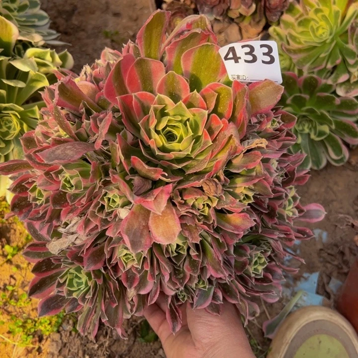 白凤多肉植物433