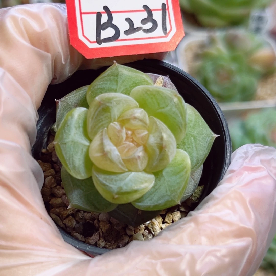 B231 一物一拍 无名