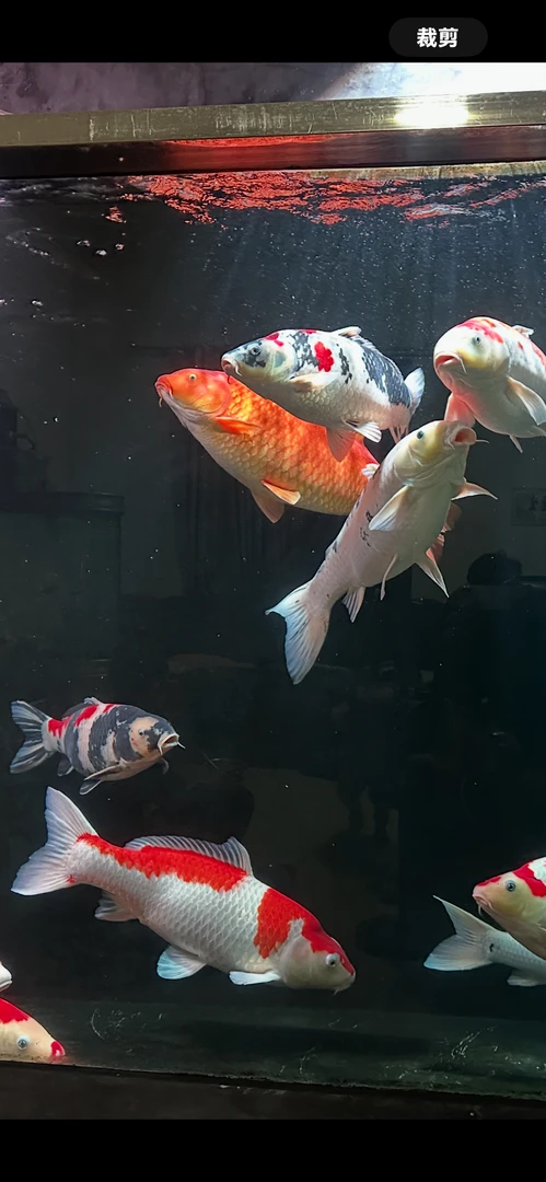 血统锦鲤鱼品种及大小以直播拍下为准