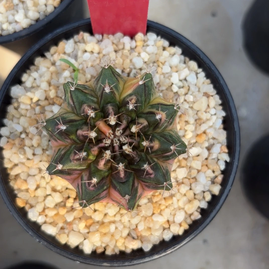 L539-0102泰国发货