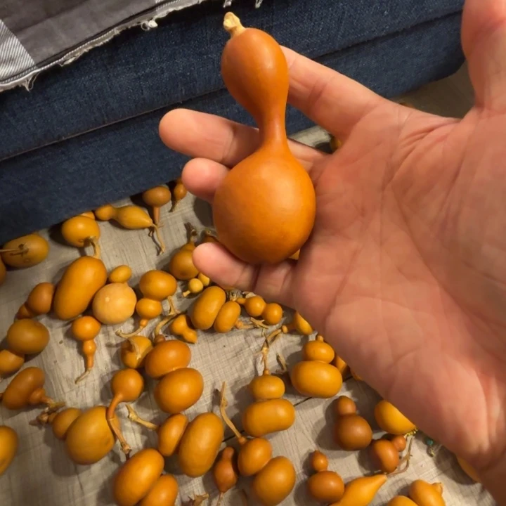 彼***阳这样的一把鸡腿小鸡腿葫芦
