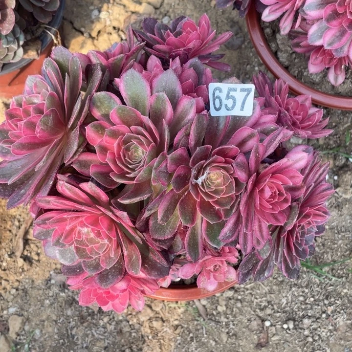 蛋*婆657多肉植物黑魔锦